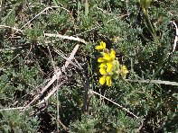 Rifugio_della_Galvarina - 20100509 089.jpg